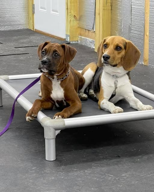 Two dogs relaxing on a raised cot at Underwood K9 boarding facility