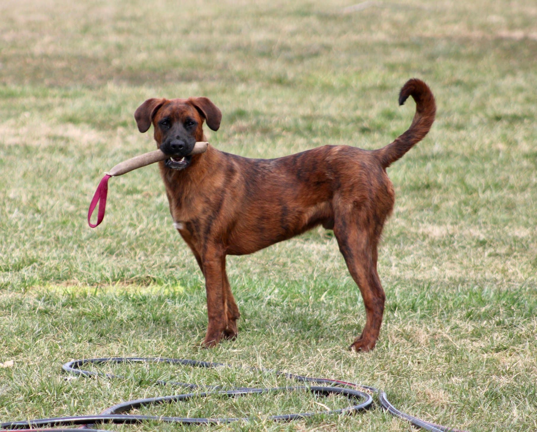 Professional K9 Dog Training in Alabama