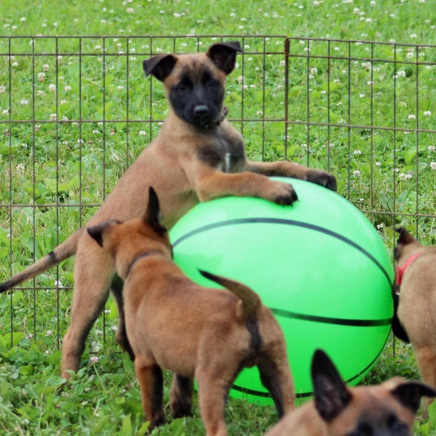 Professional K9 Dog Training in Alabama
