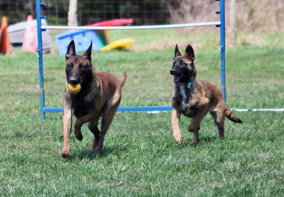 Belgian Malinois running during high-drive training at Underwood K9